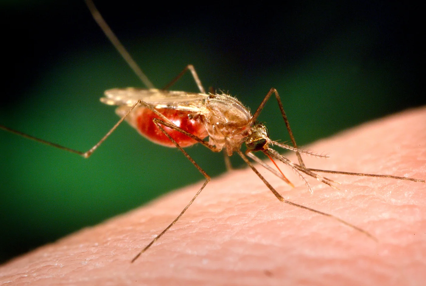 Vue rapprochée d’un moustique Anopheles funestus femelle